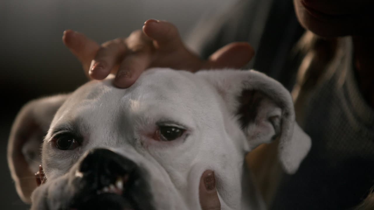 The School of Canine Massage Banner