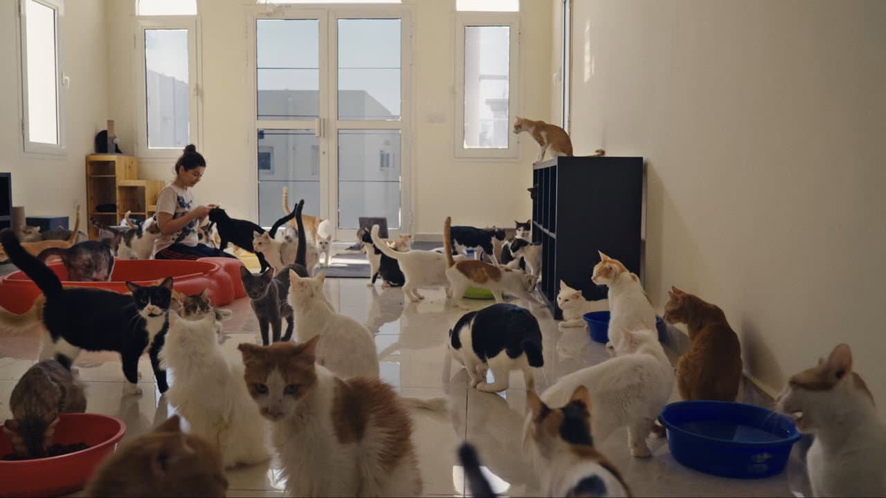 25 Cats from Qatar Banner