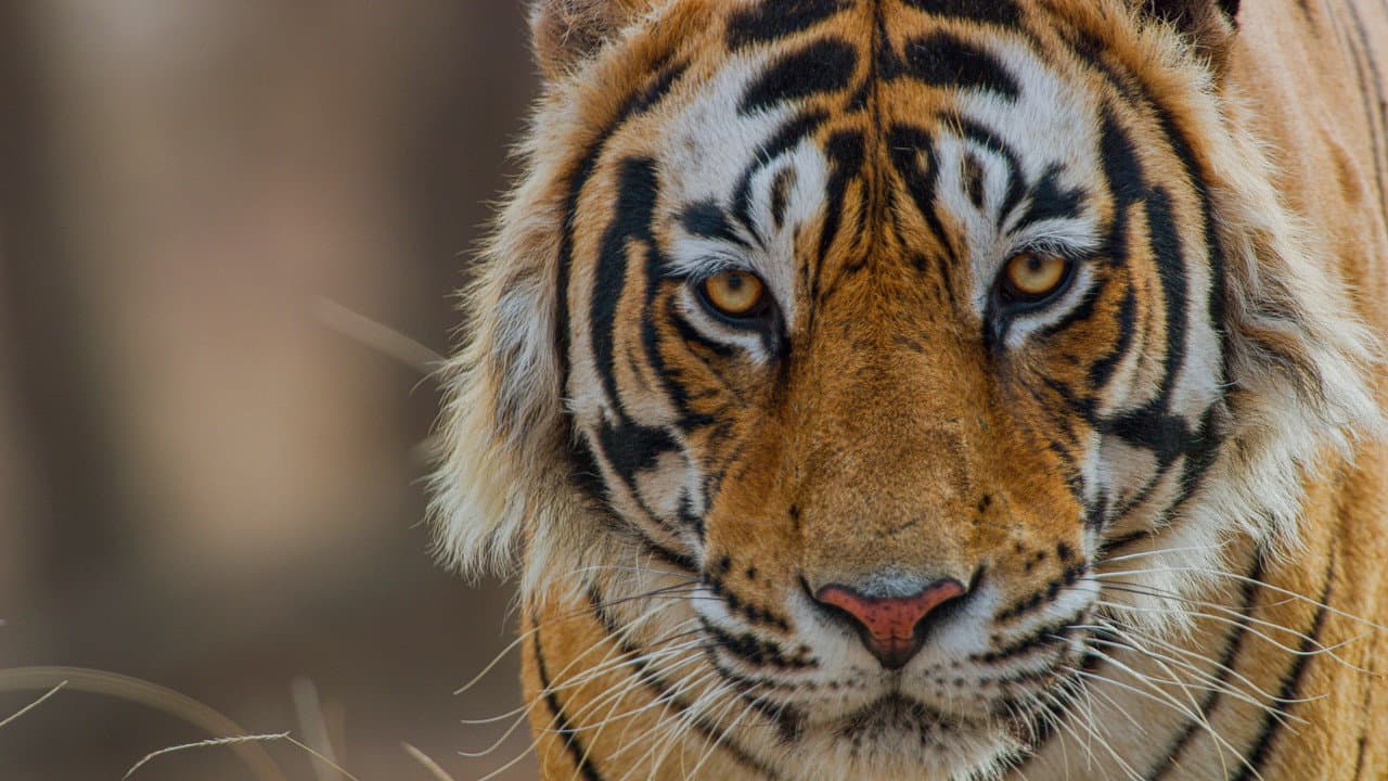 Tiger Banner