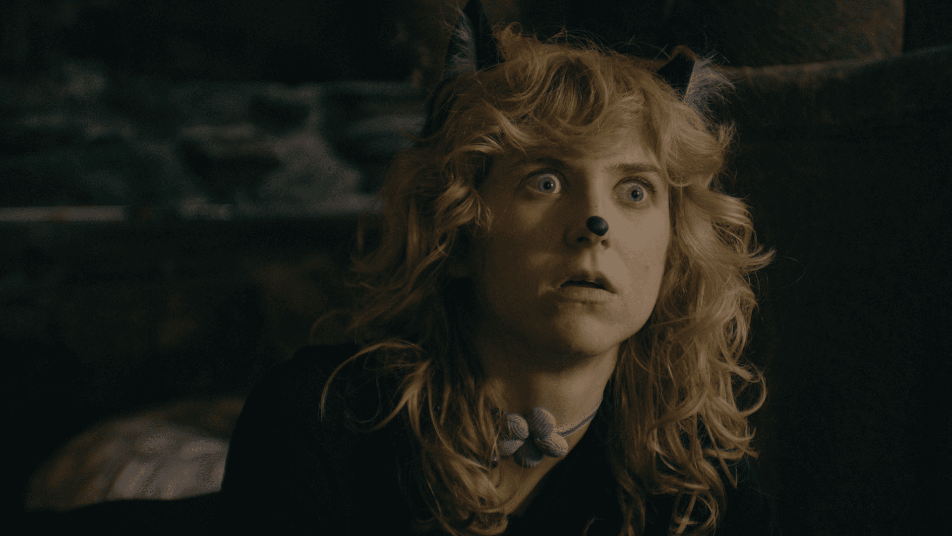 House Cat Banner