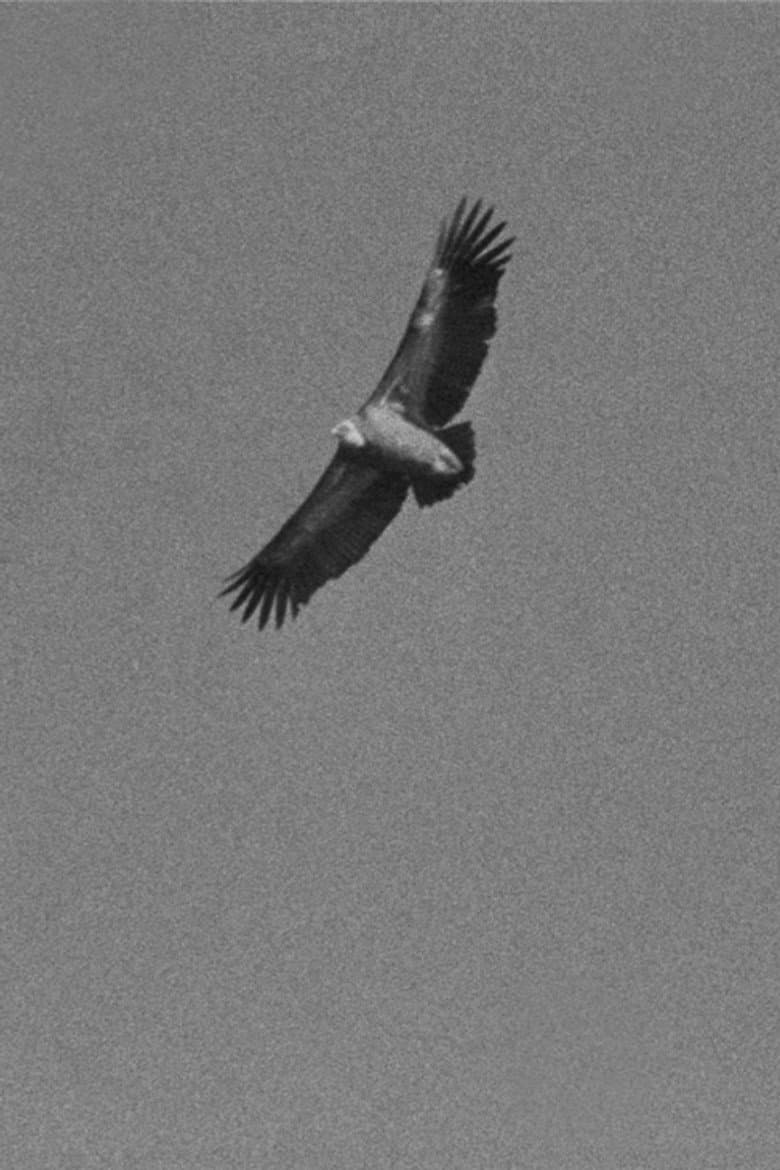 Vultures Banner