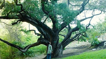 Gardeners