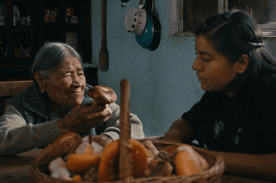 Daughters of the Forest: Mycelium Chronicles