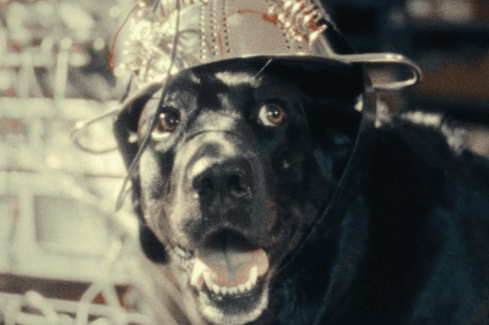 The Seeing Eye Dog Who Saw Too Much