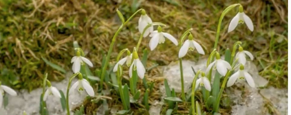 Snowdrops for the Bairns