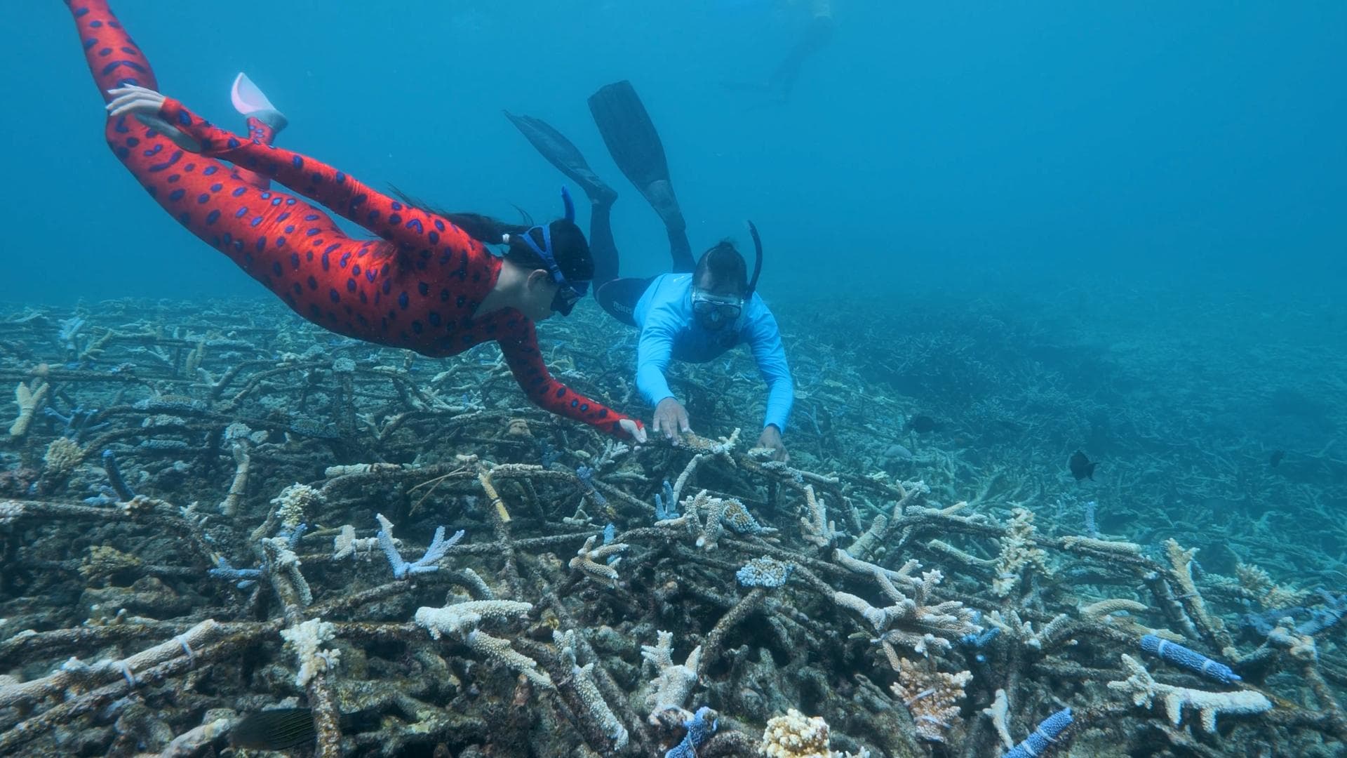Guardians of Sea Country: Restoring the Reef poster