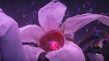 Petals